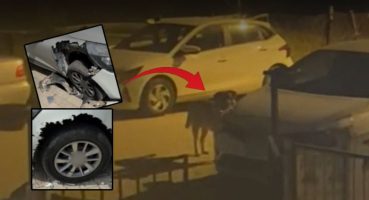 Sokak köpekleri otomobili paramparça etti: Hasarın bedelini belediyeden istedi