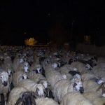 Otomobil sürünün arasına daldı