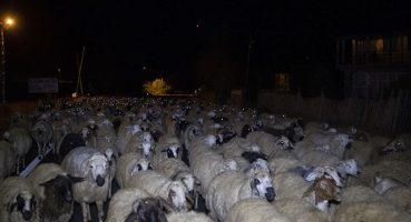 Otomobil sürünün arasına daldı