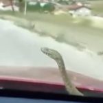 Seyir halindeki otomobilin kaputundan yılan çıktı