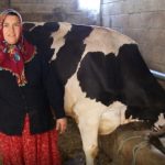 2 inekle başladı, sayıyı 17'ye çıkardı: Sıfır kilometre otomobil sahibi oldu
